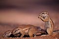 Ground Squirrels